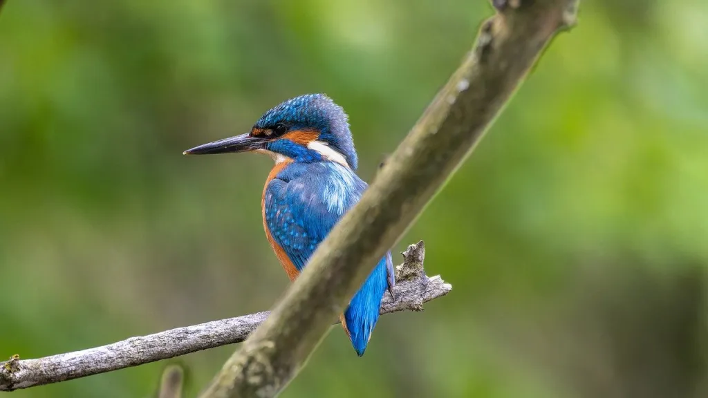 País líder en diversidad de aves: Perú, Colombia y Brasil 