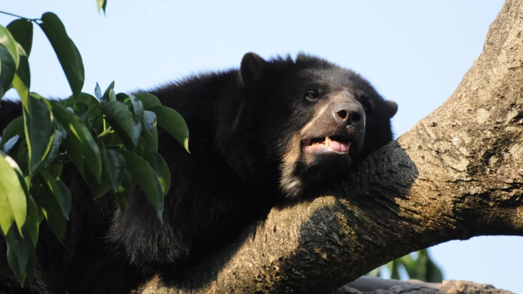 Avistamiento de osos de anteojos en Boyacá