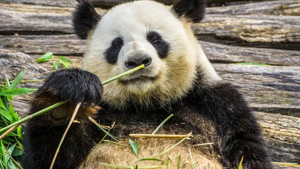 Pandas