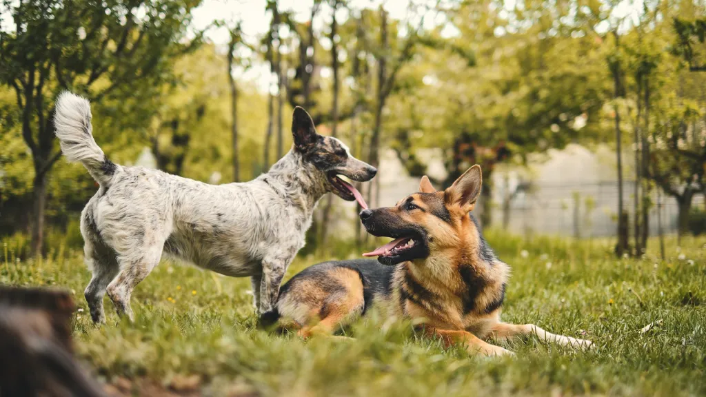 Moquillo en los perros: causas, síntomas y cómo prevenirlo 