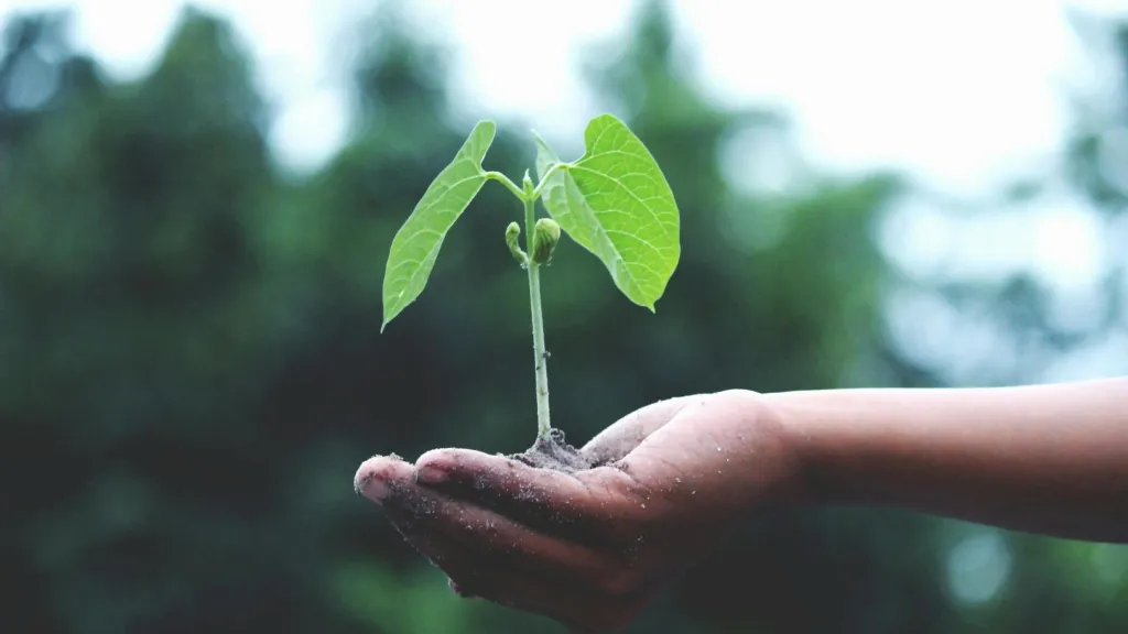 Medio ambiente: consejos para cuidarlo