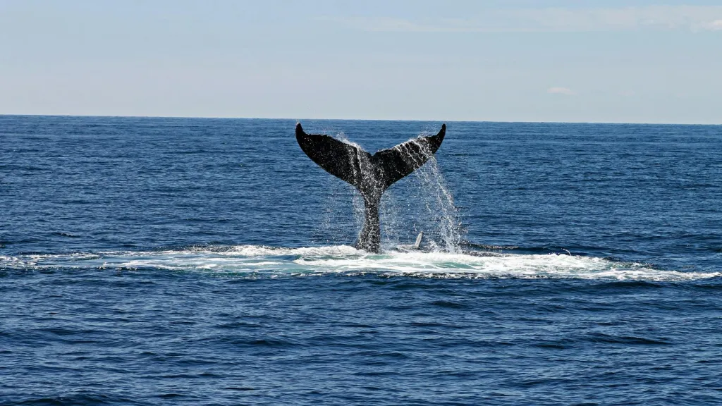 Las ballenas ven en blanco y negro
