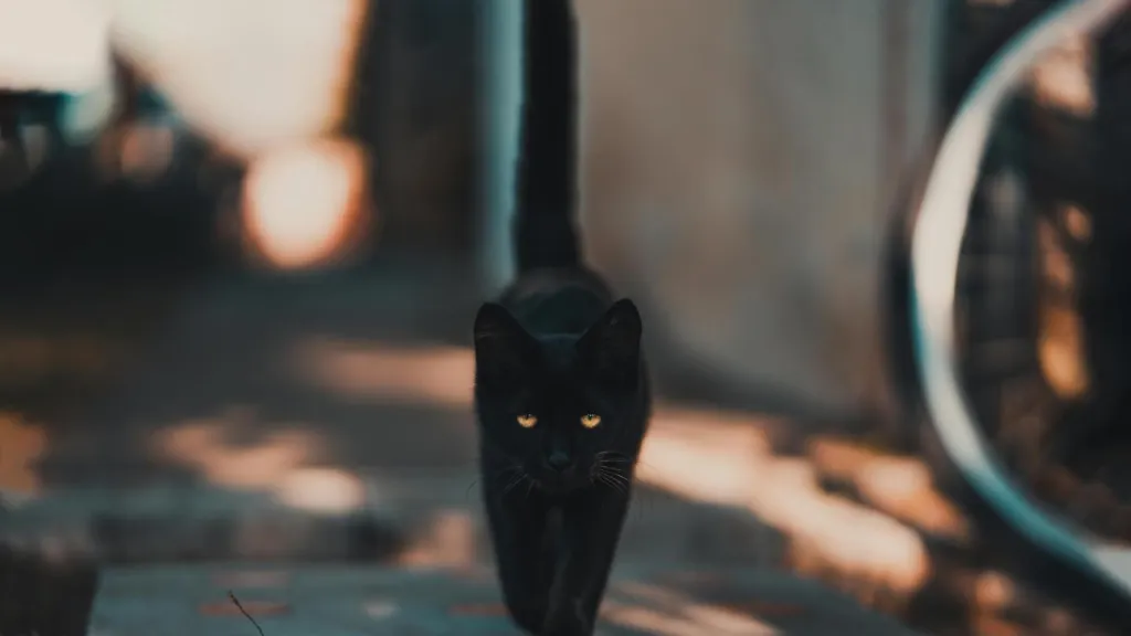 Halloween: piden protección a gatos negros en Villavicencio