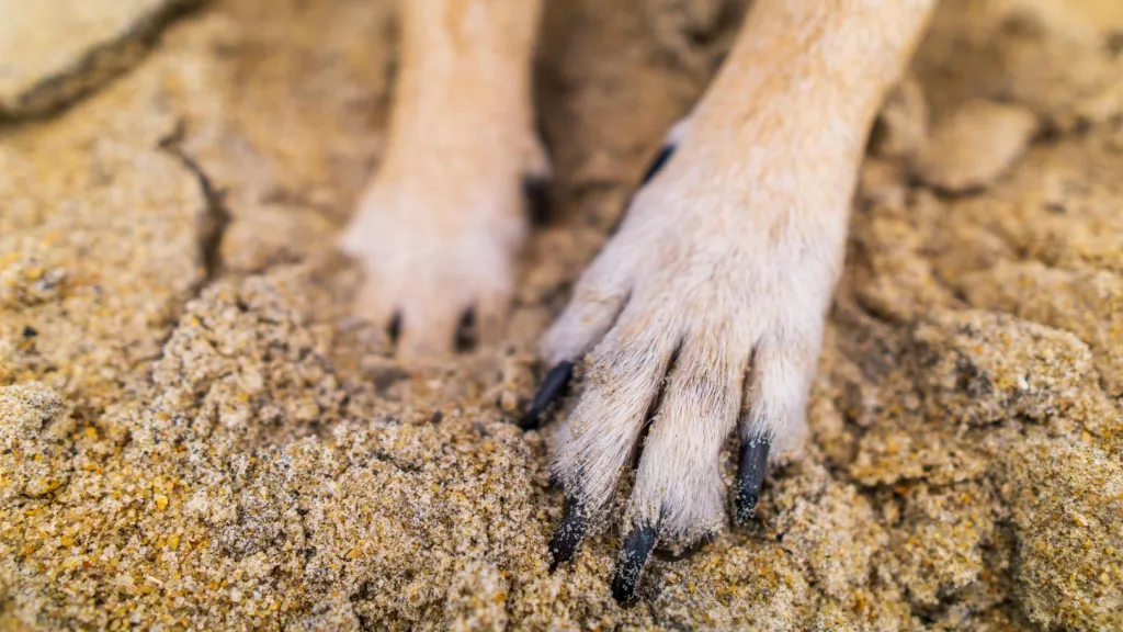 Pasto: Presunto responsable de quemar a un perro fue enviado a la cárcel