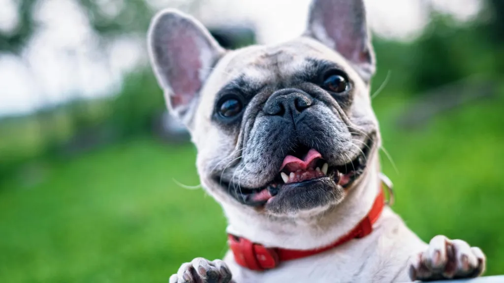 Radican proyecto de ley para dignificar el transporte de mascotas en Colombia 