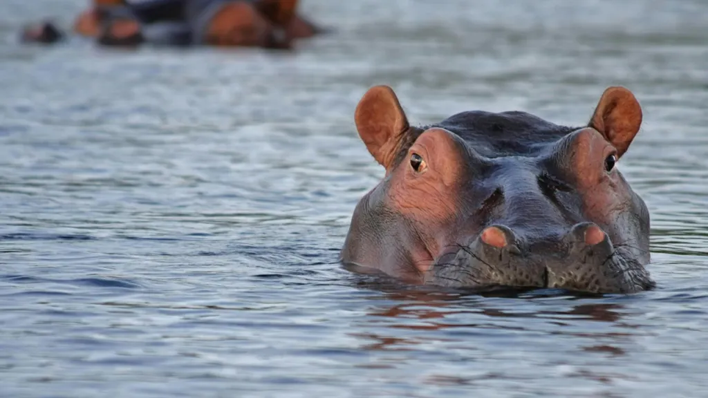 Hipopótamos en Colombia: especie invasora que amenaza la biodiversidad