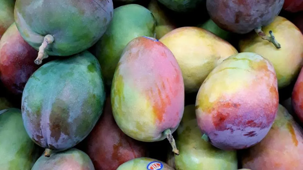 Colombia exporta mango de azúcar hacia Estados Unidos 
