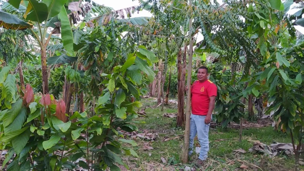Proyecto agroforestal en Mesetas, Meta, con cerdos y cacao