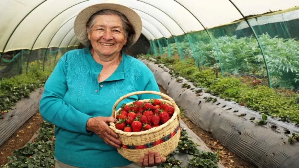 Mercado Campesino de Bogotá: ¡Las mujeres toman el protagonismo!