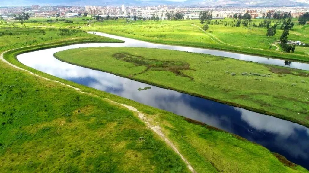 Procuraduría pidió a MinAmbiente gestionar especie invasora en río Bogotá 
