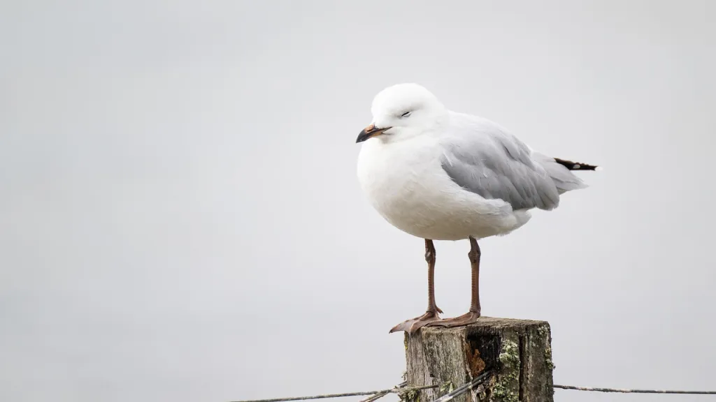 ¿Por qué los pájaros duermen de pie?