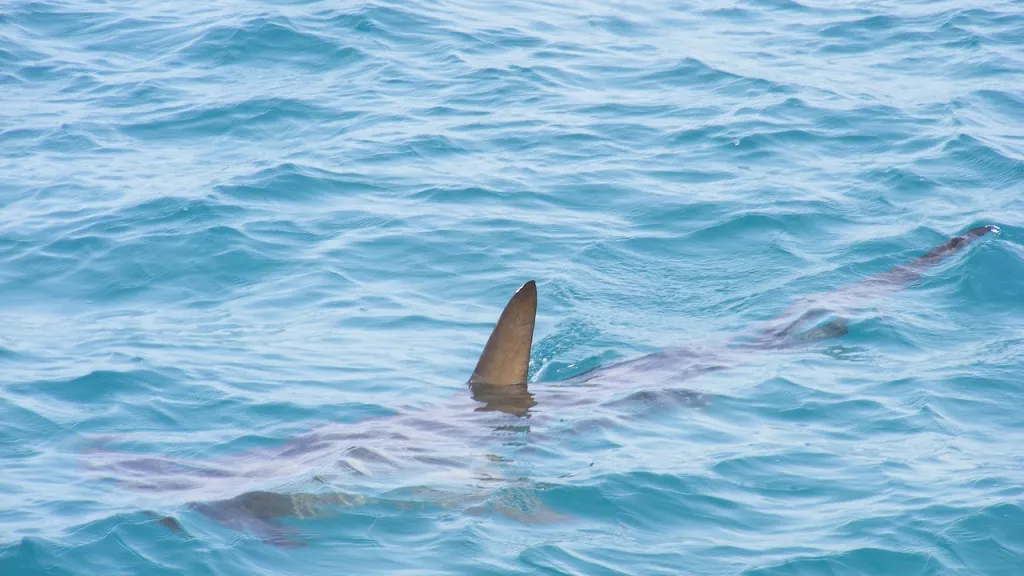 Tiburón en San Andrés: Qué dice Coralina 