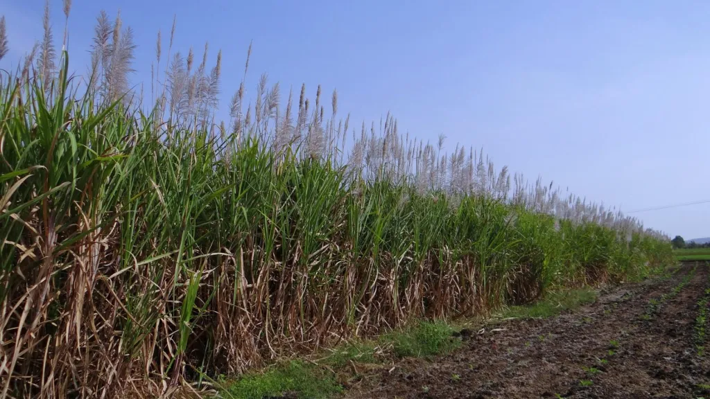 Enfrentamientos entre indígenas y trabajadores por invasión a una finca en el Cauca