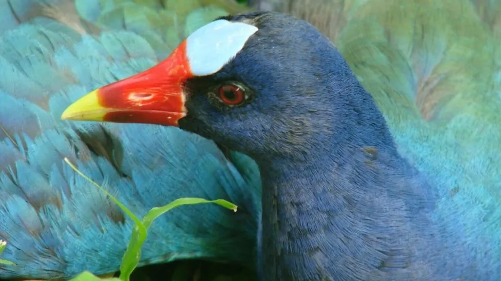 Más de mil tinguas azules fueron rescatadas en Bogotá 