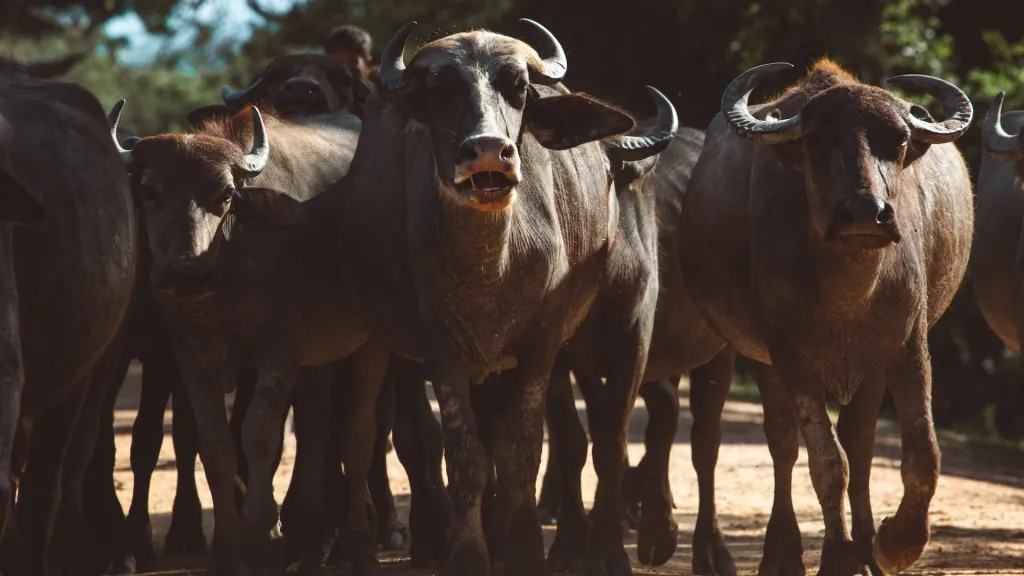 toros