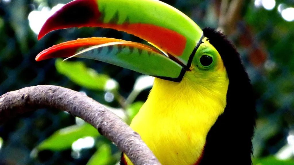 COP16 en Cali: qué es, invitados y objetivos 