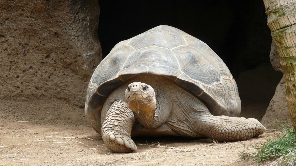 ¿Cuántos años pueden vivir las tortugas?