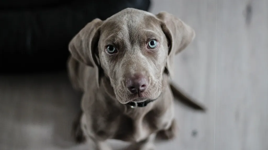 Bogotá: esterilizar a tu perro o gato es gratis este mes
