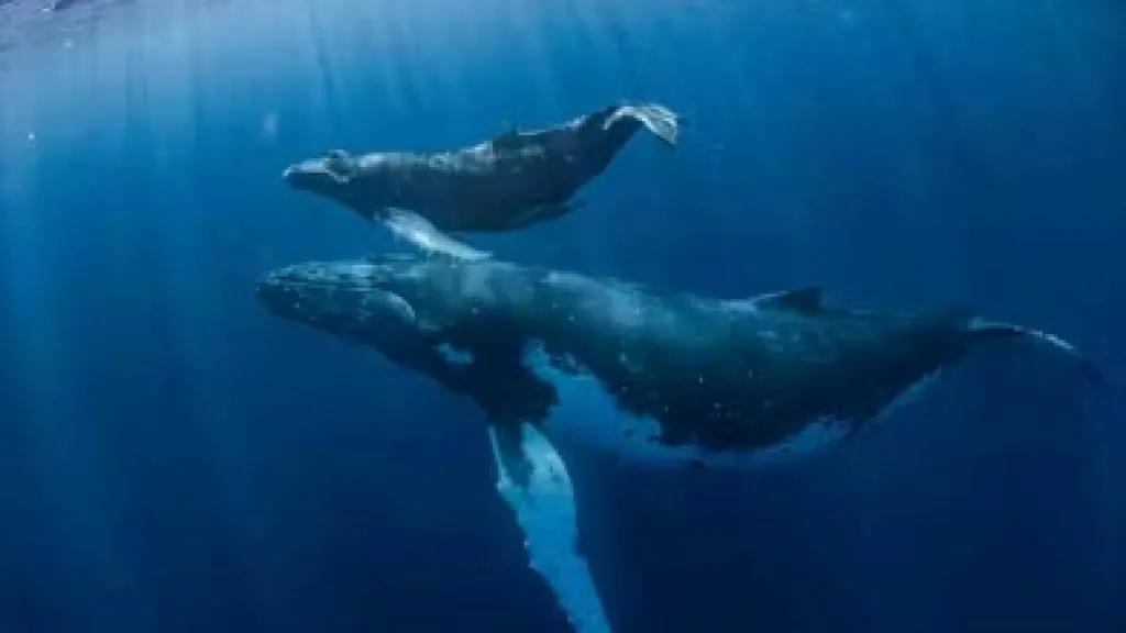 Avistamiento de ballenas y delfines: lo bueno, lo malo y lo peligroso