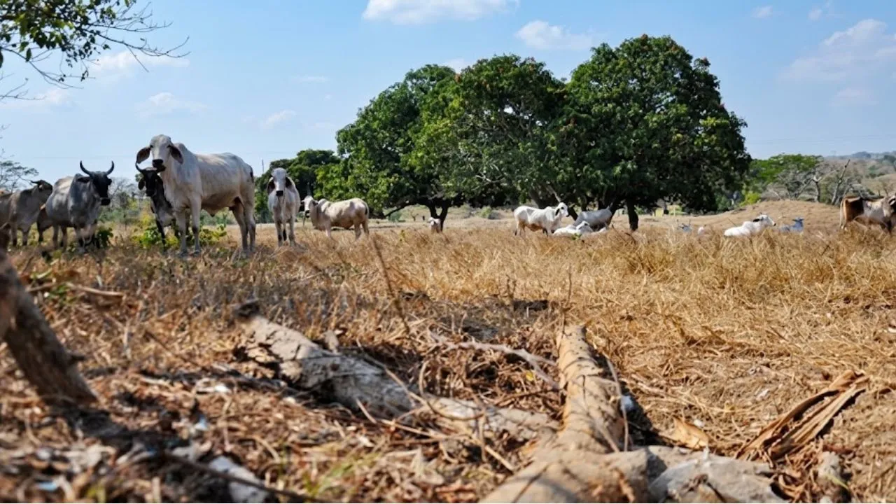 El fenómeno de El Niño en la ganadería de Colombia genera pérdidas millonarias. Conozca las afectaciones y la situación de los productores en el Atlántico.