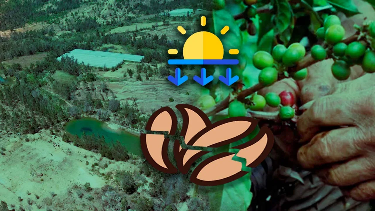 Producción de café en Colombia durante el fenómeno de El Niño.