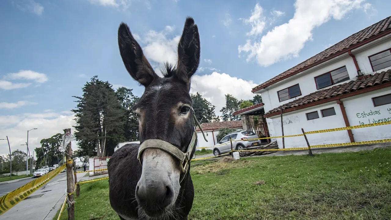 Burro