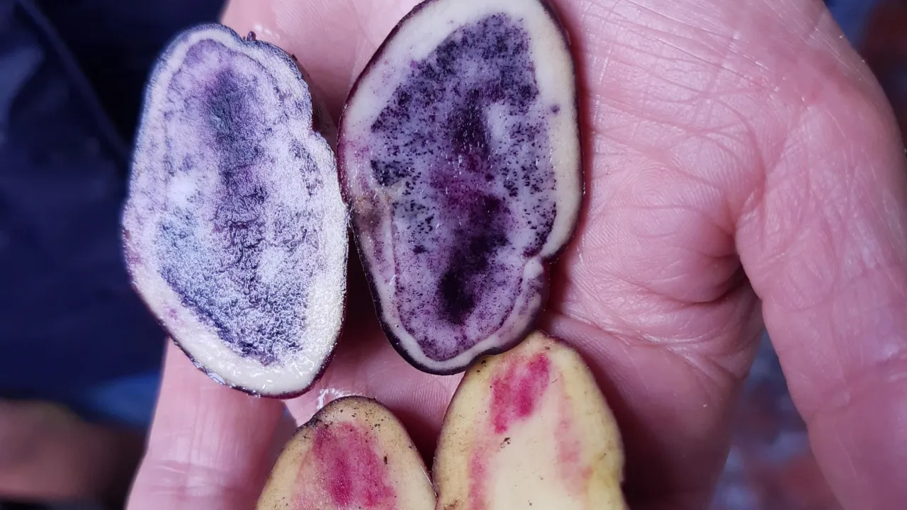 Emprendimientos en el campo colombiano