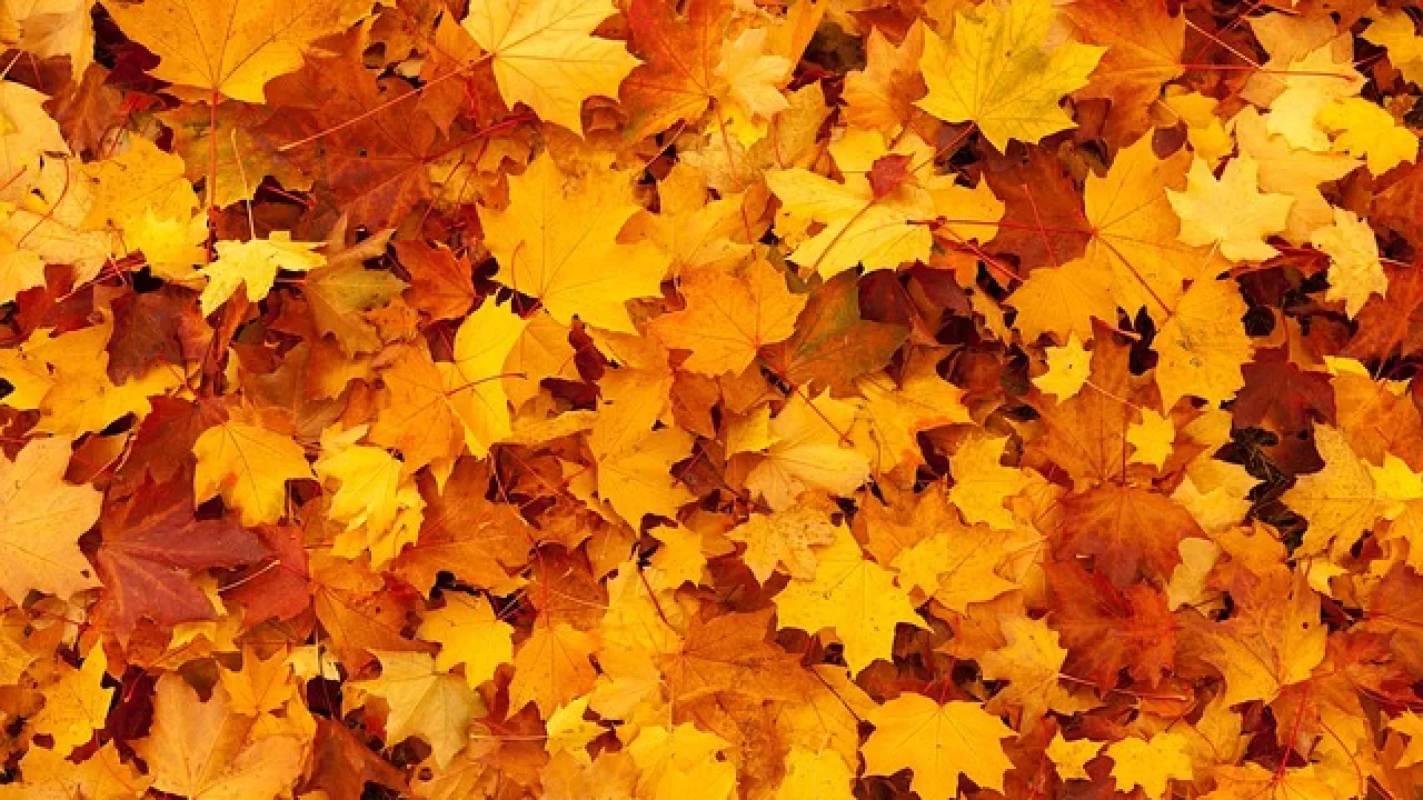 Los distintos colores del otoño