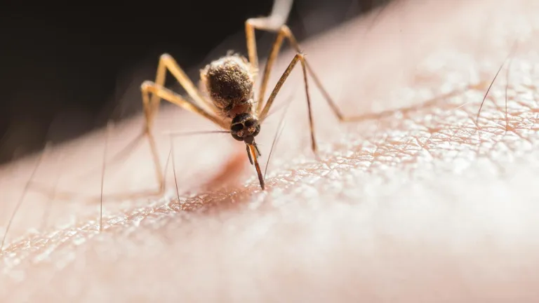 ¿Cuántas personas murieron por malaria en 2025