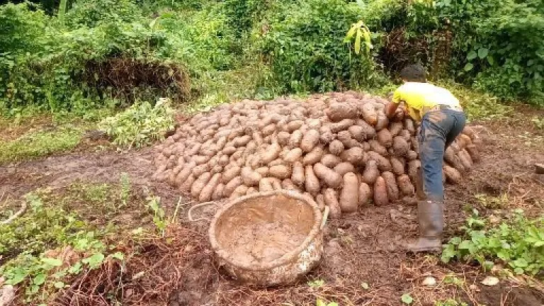San Jacinto, Bolívar: 800 toneladas de ñame a punto de perderser