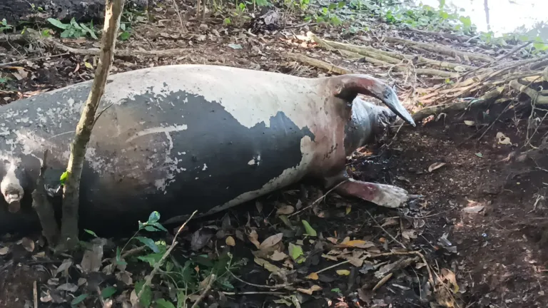 Manatí muerta en Puerto Wilches 