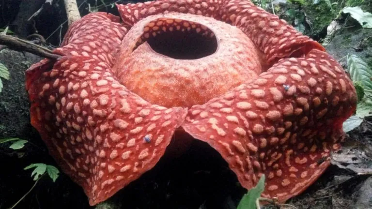 La flor más grande del mundo está en peligro de extinción, según estudio