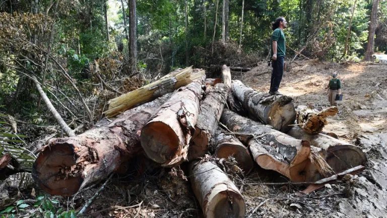 Amazonía brasileña marca nuevo récord de deforestación en febrero
