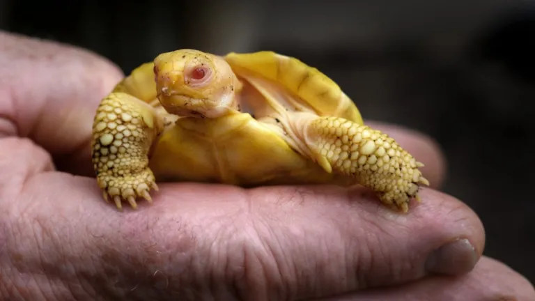 Tortuga albina y gigante de Galápagos 