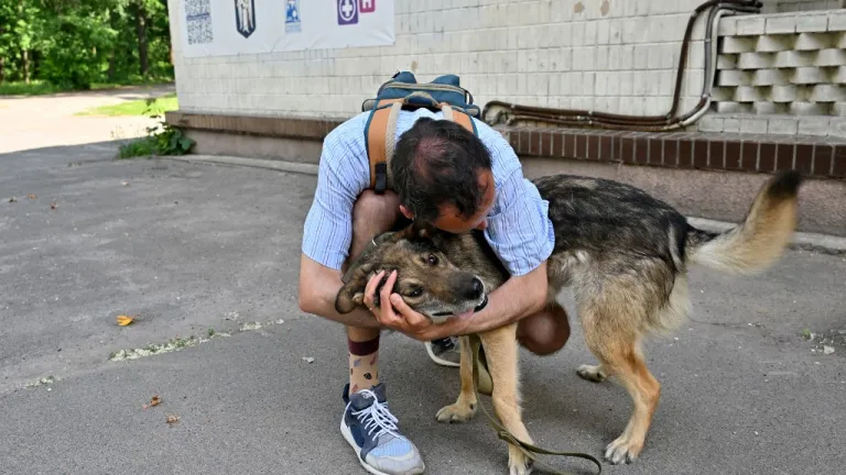 Guerra en Ucrania: animales abandonados en medio del conflicto
