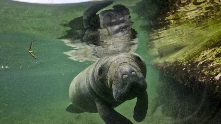 El manatí huérfano en el Acuario del Rodadero en Santa Marta