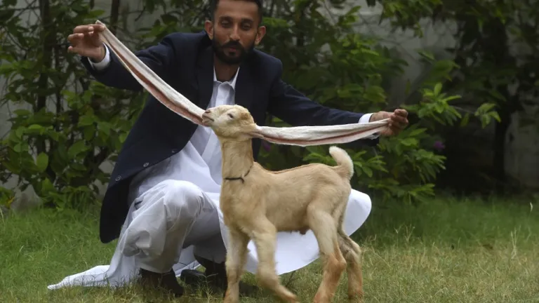 Cabrito con orejar extremadamente largas