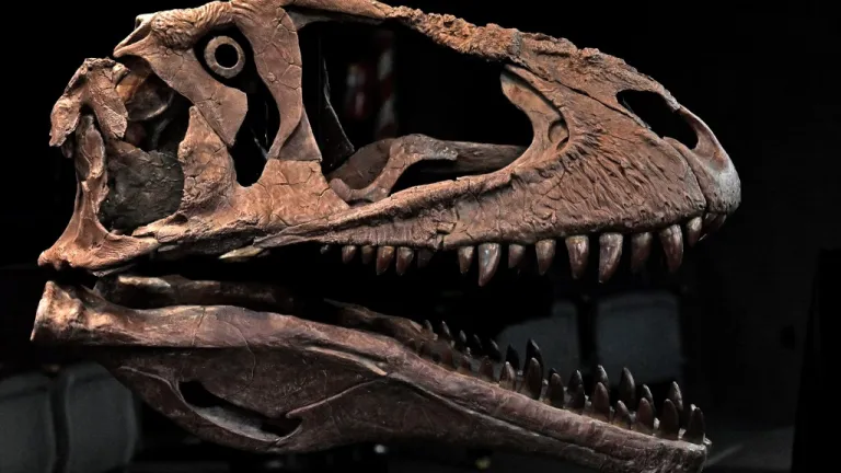 Nueva especie de dinosaurio 