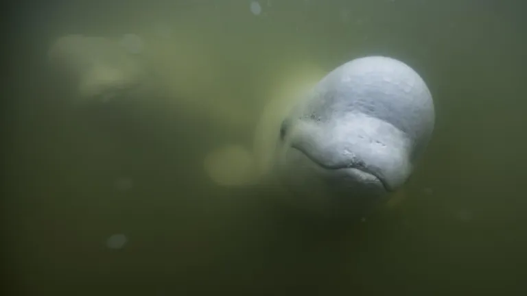 Bahía de Hudson: hogar para belugas | Canadá