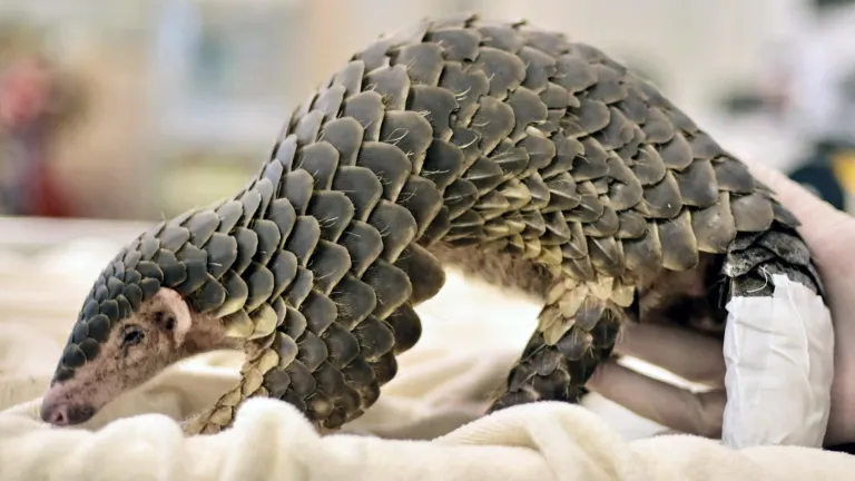 ¡Increíble! Descubren una nueva especie de pangolín. ¿Qué se sabe del caso?