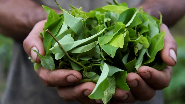 Gobierno plantea retirar la hoja de coca de la lista de sustancias prohibidas
