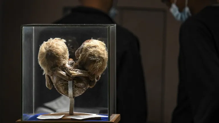 Museo del Ser Humano en Bogotá