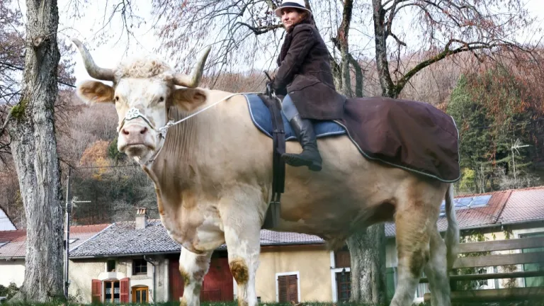 Aston, el toro que se cree caballo