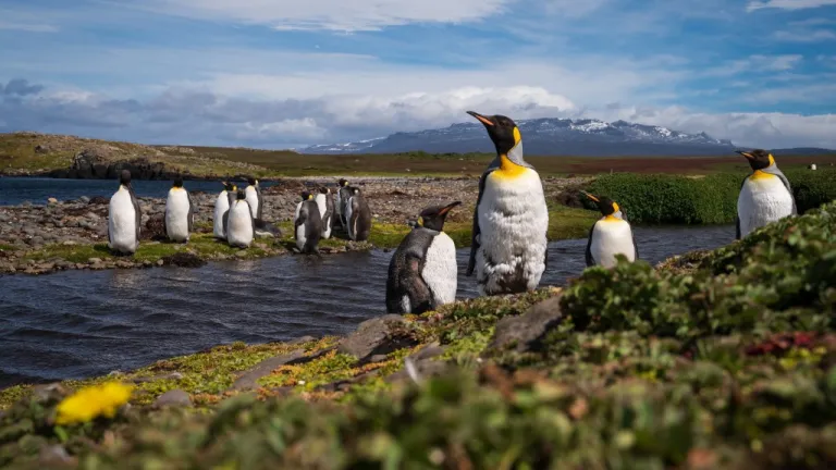 Pingüinos reales enfrentan la amenaza del cambio climático el Índico