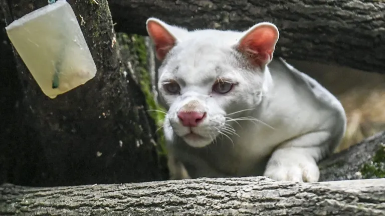 Ocelote albina: un hallazgo mundial que alerta sobre deforestación
