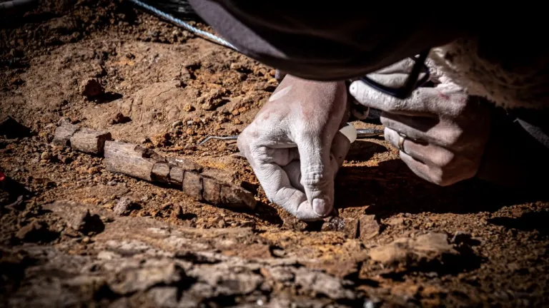 Dinosaurios | Encuentran un megaraptor en la Patagonia chilena
