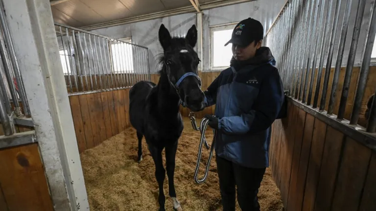 Zhuang Zhuang: Caballo clonado en Pekín para deportes ecuestres