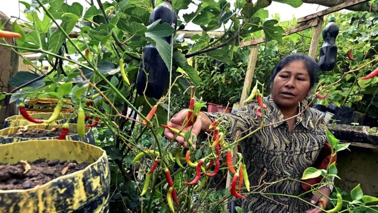 Pobreza en Bolivia: Cómo funcionan los huertos domésticos orgánicos