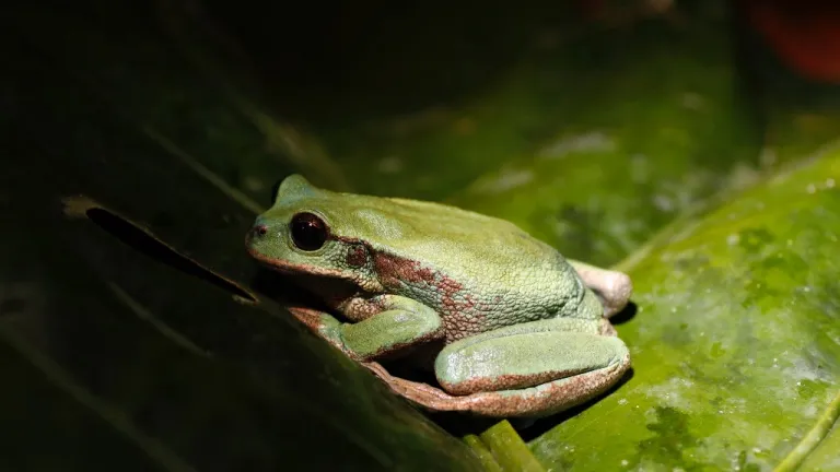 Anfibios en peligro de extinción en Ecuador