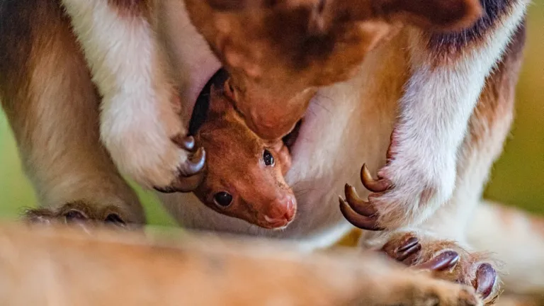 Nació cría de canguro arborícola, especie en peligro de extinción